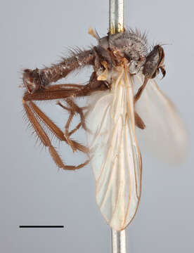 Image of Rhamphomyia simplex Zetterstedt 1849