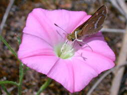 Image of Taractrocera papyria Boisduval 1832