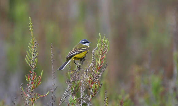 Image of Motacilla flava iberiae Hartert 1921