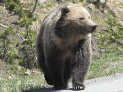 Image of Brown Bear