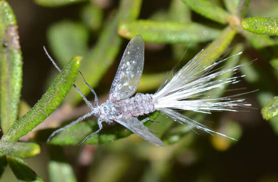 Image of Callipappidae