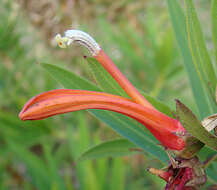 Слика од Lobelia excelsa Bonpl.