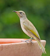 Image of Brown Honeyeater