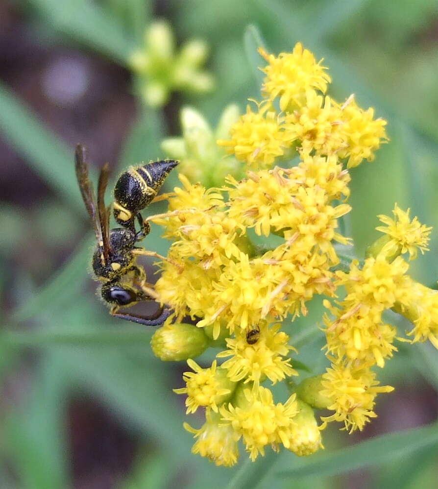 Sivun Ancistrocerus campestris (de Saussure 1853) kuva