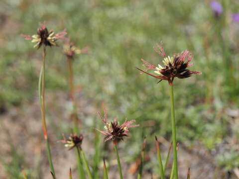 Juncus mertensianus Bong.的圖片