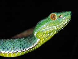 Image of Trimeresurus subgen. Viridovipera Malhotra & Thorpe 2004