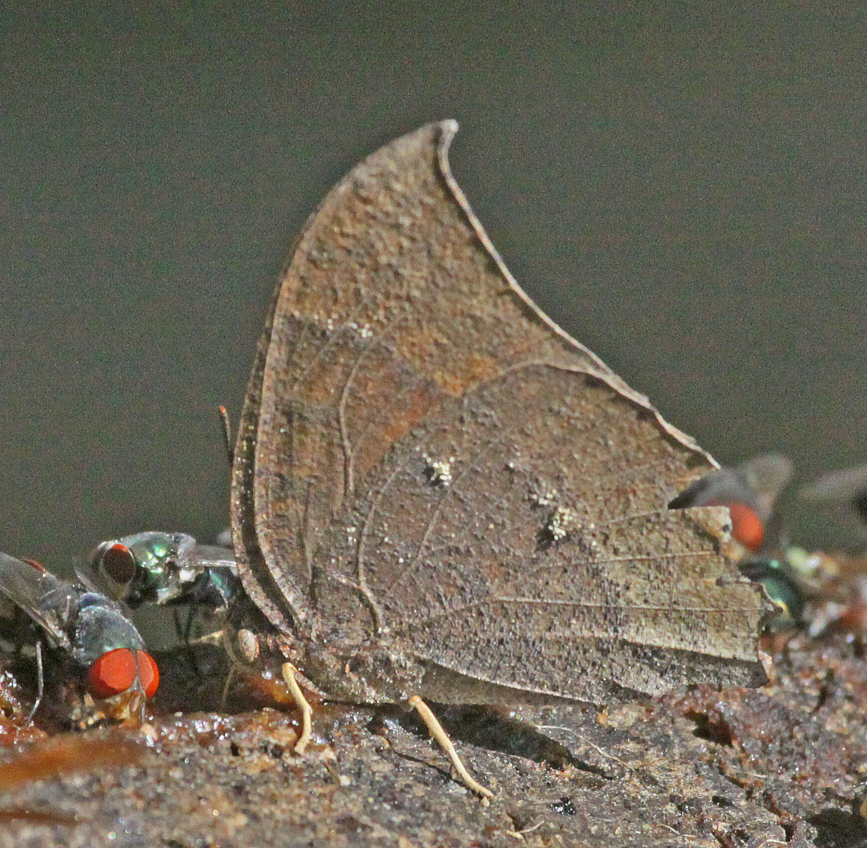 Image of Leafwings