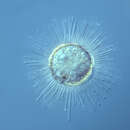 Image of Acanthocystis turfacea