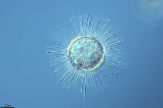 Image of Acanthocystis turfacea