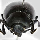 Image of Timarcha tenebricosa