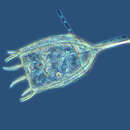 صورة Keratella cochlearis (Gosse 1851)