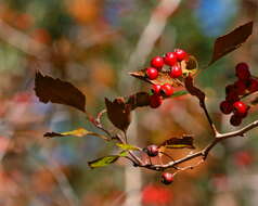 Image of green hawthorn