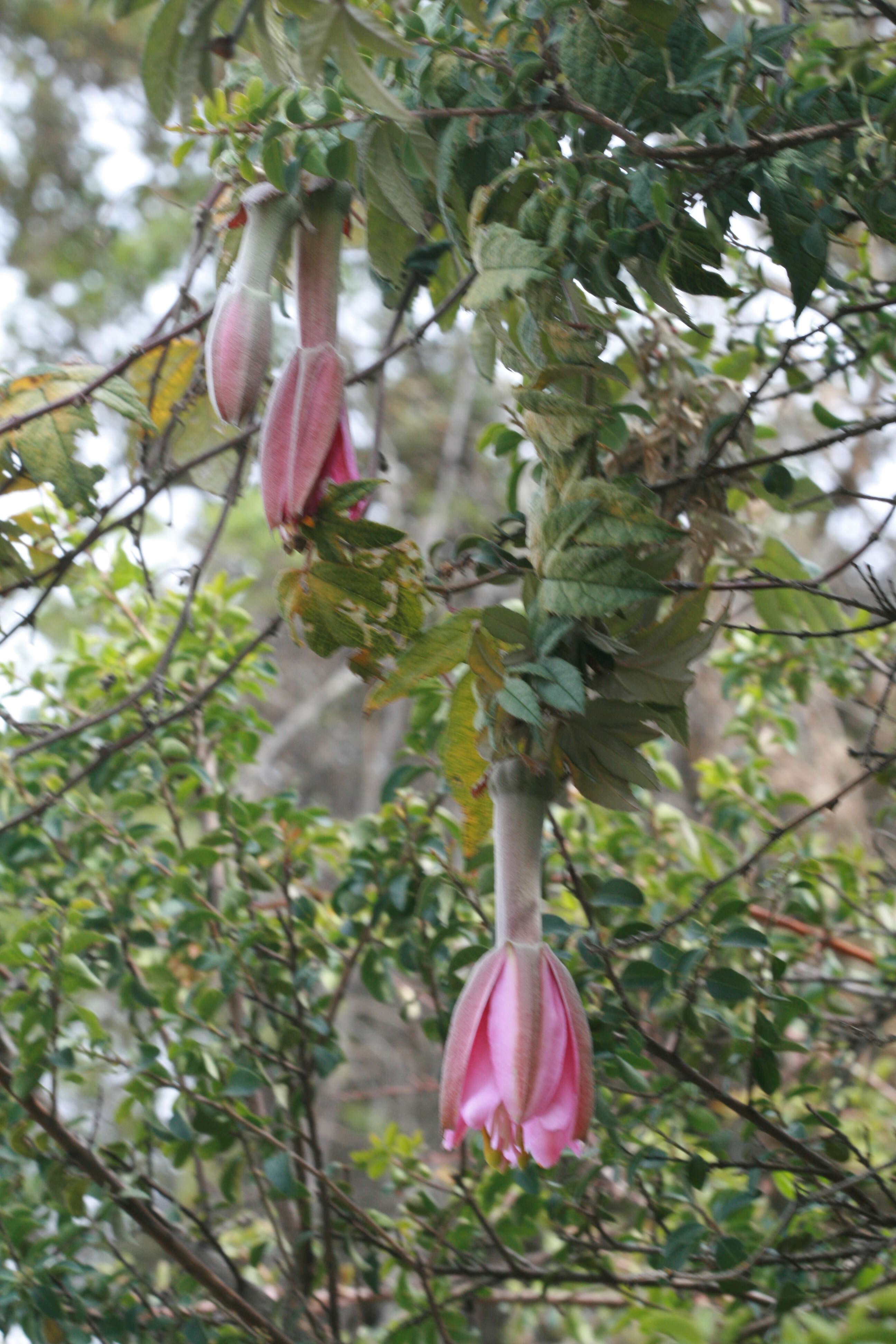 Sivun Passiflora pinnatistipula Cav. kuva