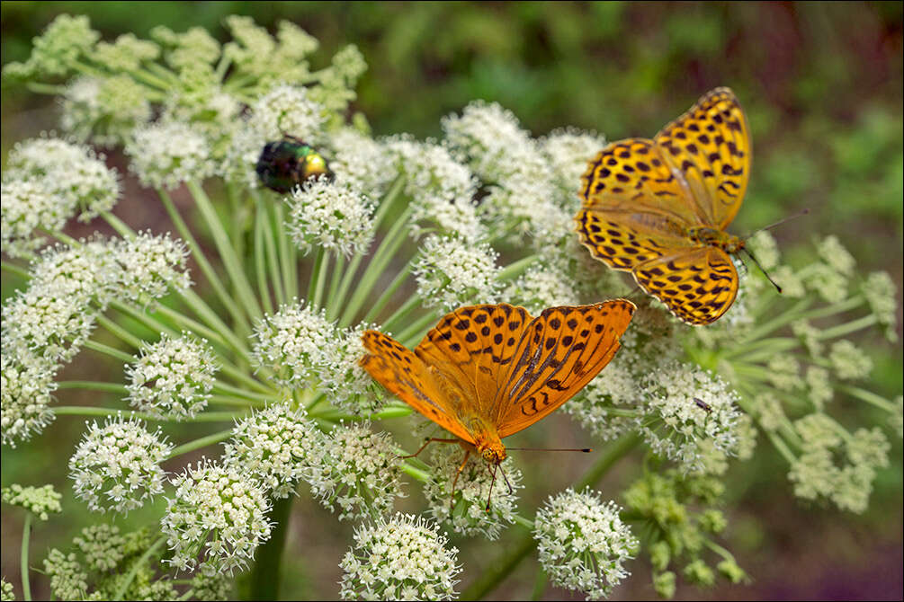 Imagem de Argynnis paphia Linnaeus 1758