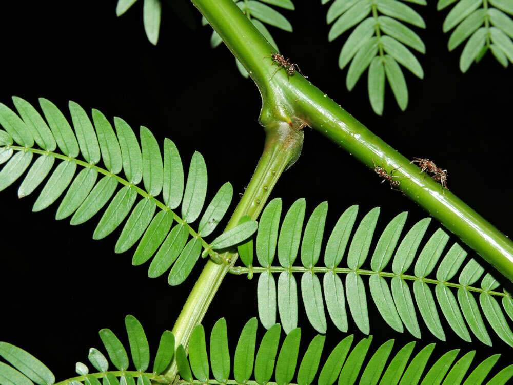 Image of Allen acacia