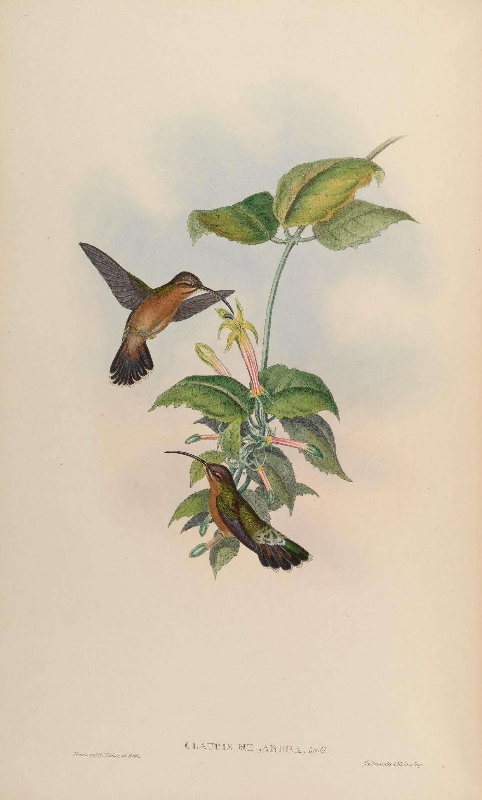 Image of Glaucis Boie & F 1831