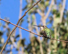 Image of Ruby-throated Hummingbird