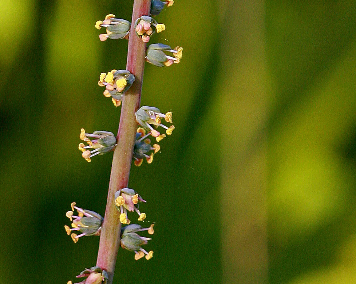 Image of feathershank