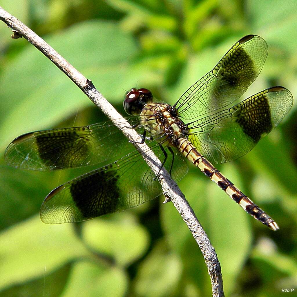 Image of Band-winged Dragonlet