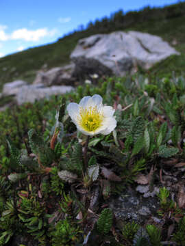 Imagem de Dryas octopetala L.