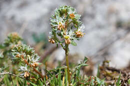 Image of rampion mignonette