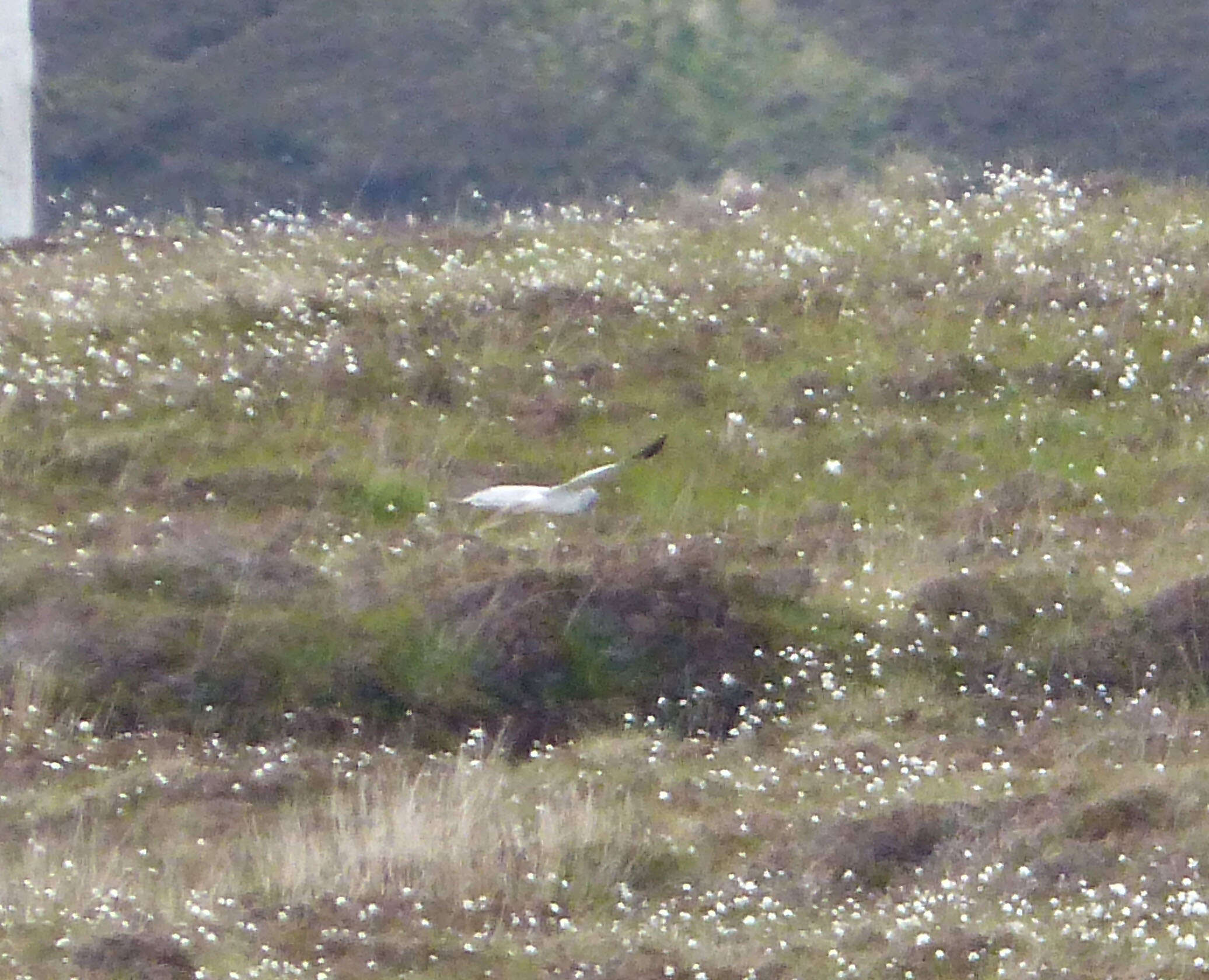 Image of Hen Harrier