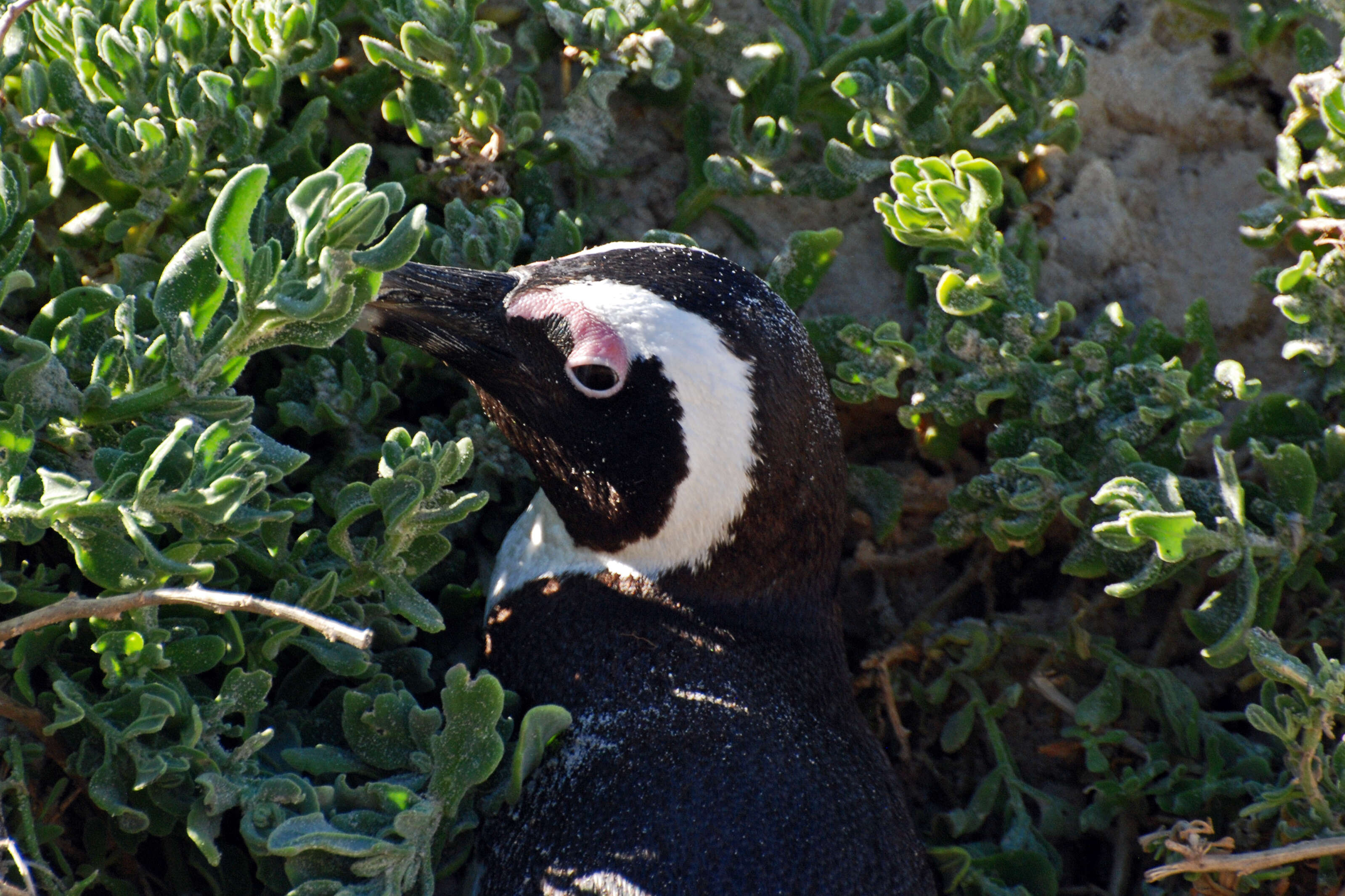 Image of African Penguin