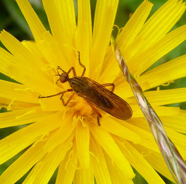 Image of Empis livida Linnaeus 1758