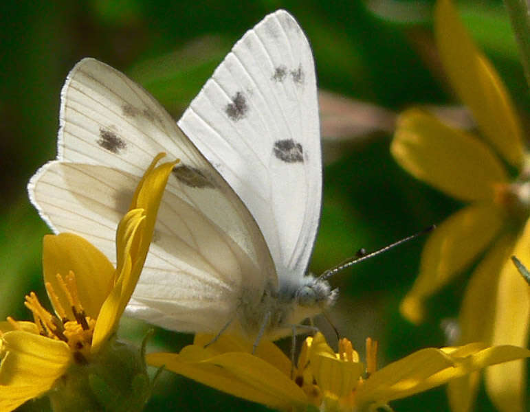 Image of Checkered Whites