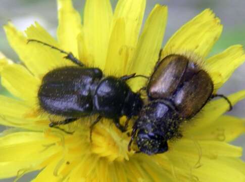 Image of Chasmatopterus illigeri Perris 1855