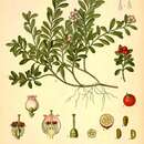 Image of BEARBERRY