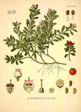 Image of bearberry