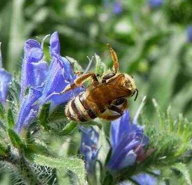 Image of Halictus scabiosae (Rossi 1790)