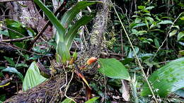 Image of Maxillaria rufescens Lindl.