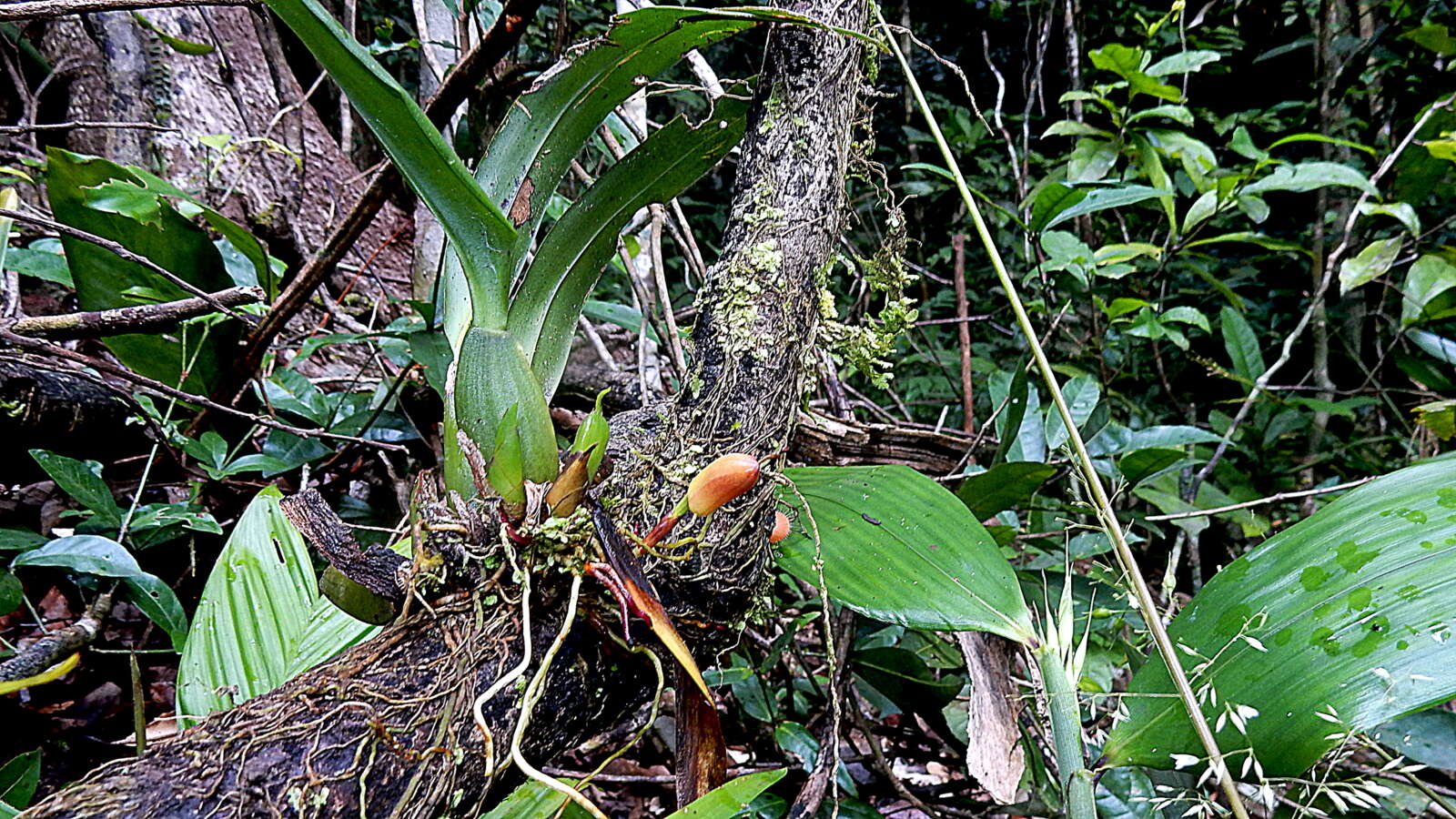 Image of Tiger orchids