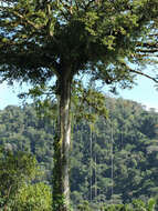 Image of kapoktree