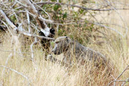 Image of Baboon