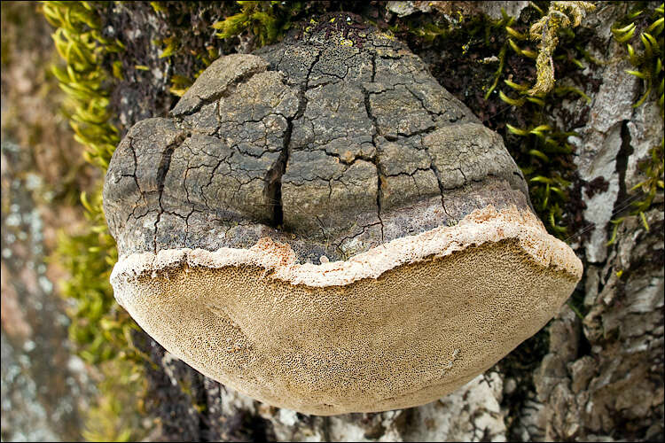 Image of Phellinus pomaceus (Pers.) Maire 1933