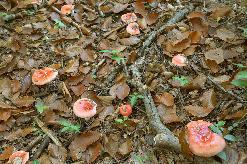 Sivun Russula silvestris (Singer) Reumaux 1996 kuva