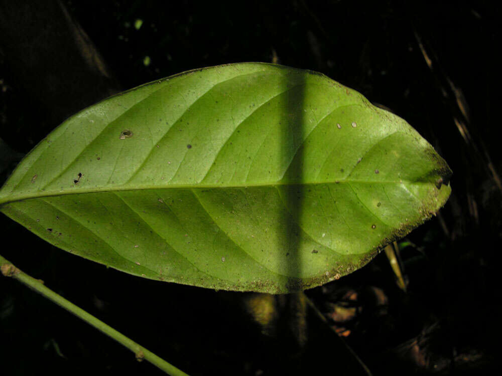 Image of Heisteria acuminata (Humboldt & Bonpland) Engler