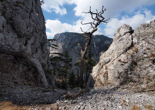 Image of Scotch Pine