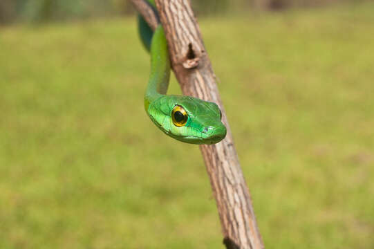 صورة Leptophis ahaetulla (Linnaeus 1758)