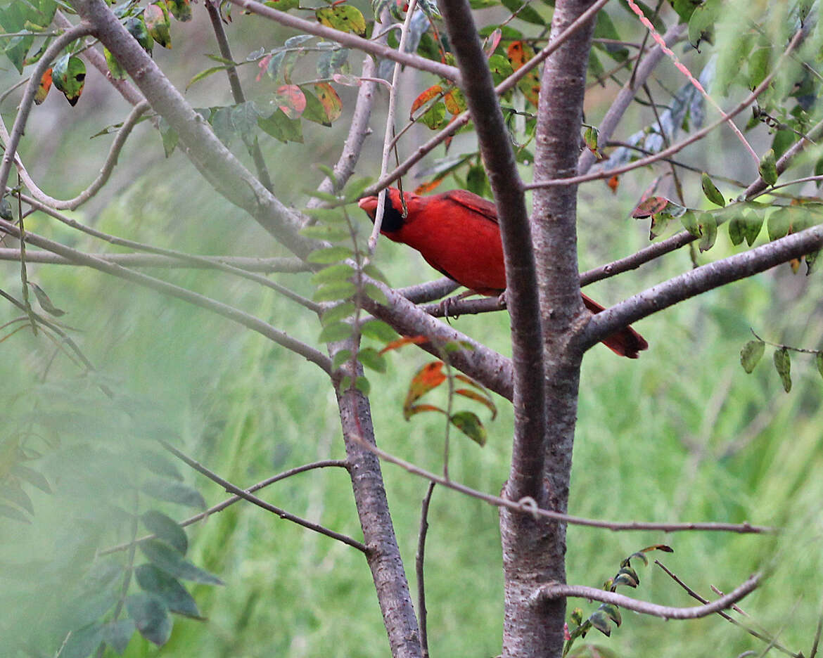 Image of Cardinalis Bonaparte 1838