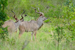 Image of Spiral-horned Antelope