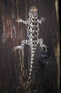 Image of Duges' Spiny Lizard
