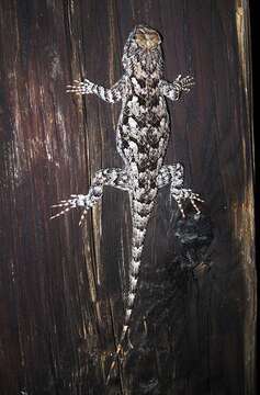 Image of Duges' Spiny Lizard