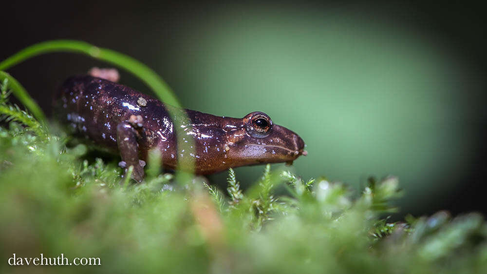 Image of Dusky Salamander