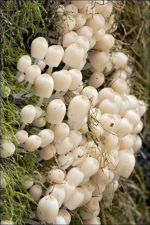 Image of Coprinellus