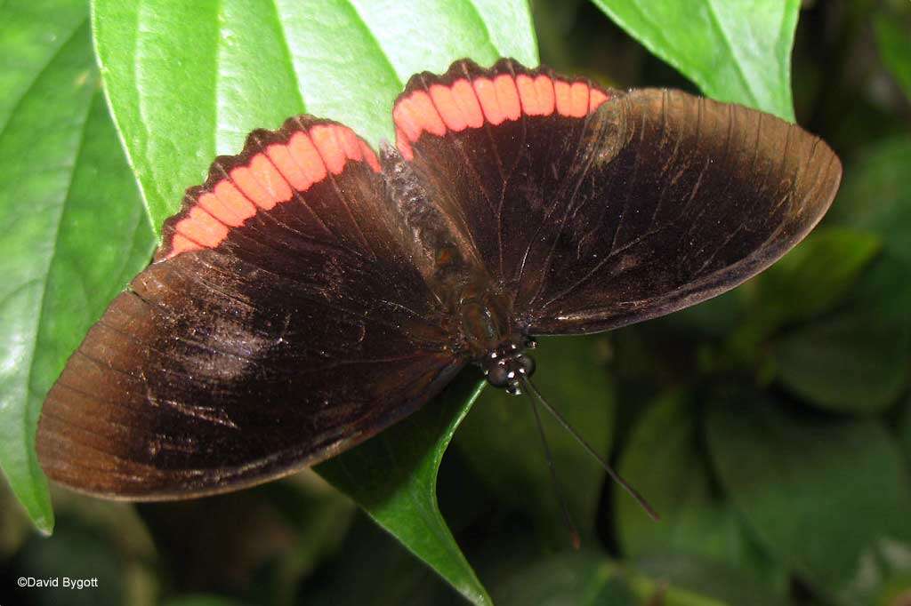 Imagem de Nymphalidae