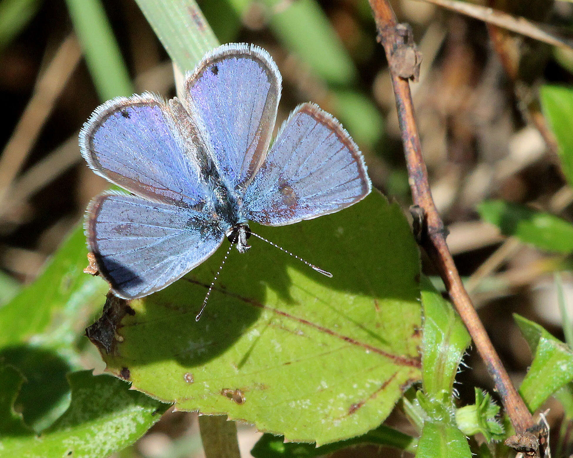 Image of Hemiargus